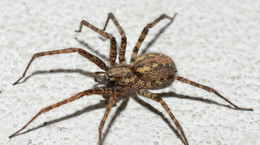 Kątnik domowy – czy ugryzienie pająka kątnika jest niebezpieczne? Sposoby zwalczania kątnika [WYJAŚNIAMY]