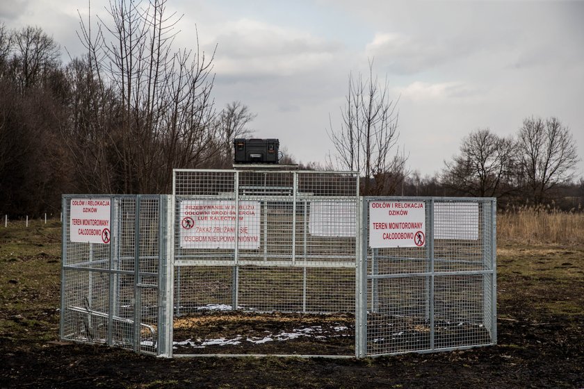 Oto pierwsza w Krakowie odłownia dzików