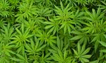 Marihuana pomoże w leczeniu koronawirusa? Zaskakujące wyniki badań