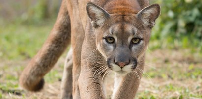 Dramat w Parku Narodowym. Rozwścieczona puma zaatakowała ośmiolatka