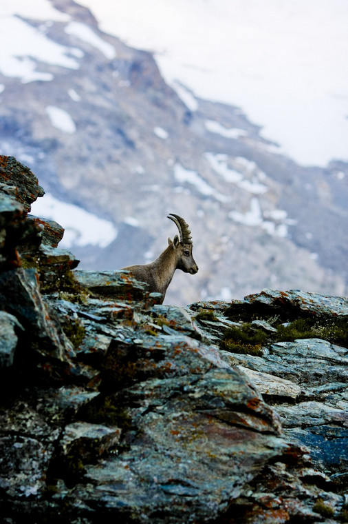 Koziorożec na Gornergrat, widok znad talerza gorącego gulaszu