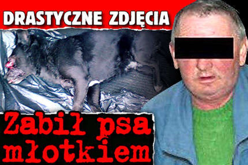 Zabił psa młotkiem. DRASTYCZNE ZDJĘCIA