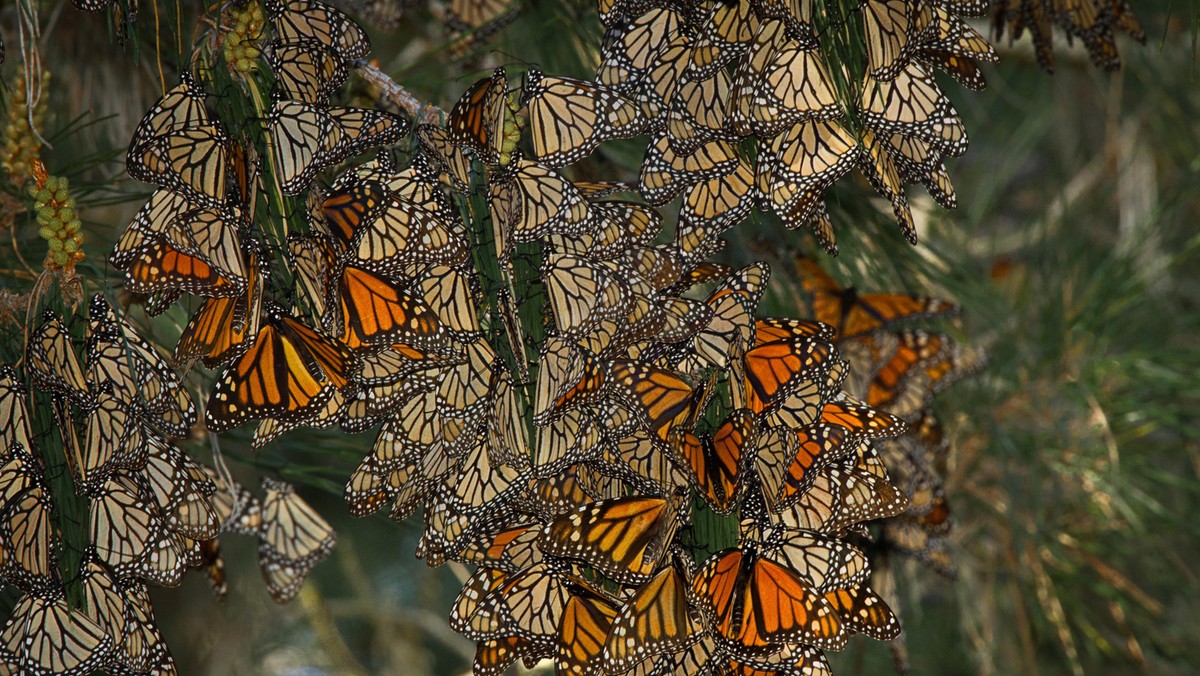 Monarch butterflies on native pine tree