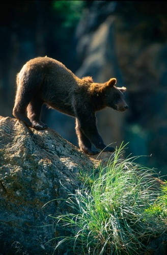 WWF zamierza odnowić 40 ha starych, zagubionych w bieszczadzkich lasach sadów specjalnie dla niedźwiedzi.