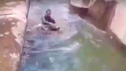 Hogy tehetett ilyet? Puszta kézzel akarta vízbe fojtani a varsói állatkert nőstény medvéjét egy 23 éves férfi – videó