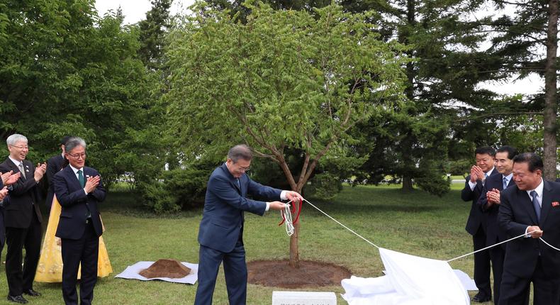 South Korean President Moon Jae-in attends an unveiling ceremony of the commemorative tree in Pyongyang, North Korea.