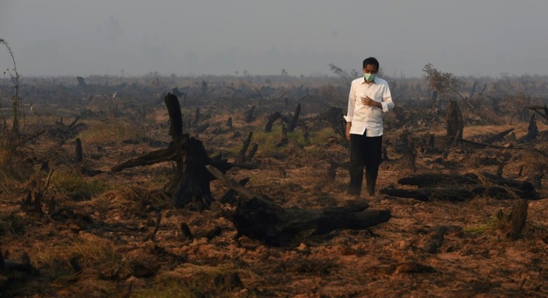 Indonesia's President Joko Widodo inspects a peatland clearing that was engulfed by fire in 2015