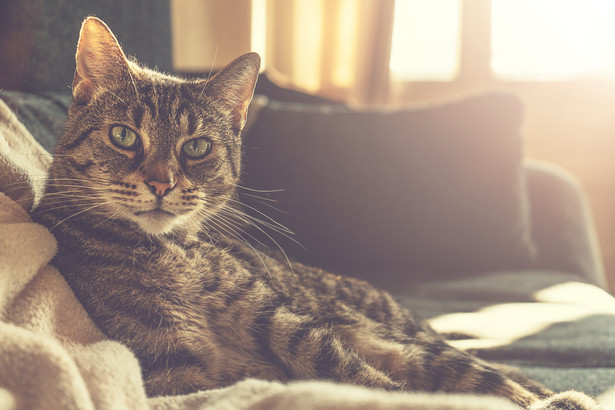 Tajemnicza choroba zabija koty. Komunikat Głównego Lekarza Weterynarii