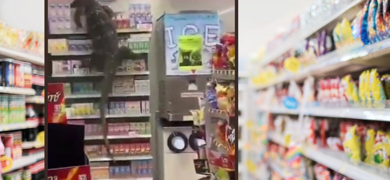 W jednym ze sklepów w Tajlandii ogromna jaszczurka wdrapała się na półkę [WIDEO]