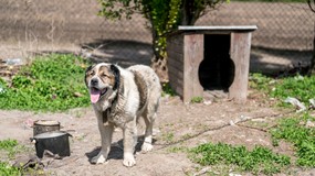 The Civic Coalition will fight for the "chain law". "We will see if the president   is willing to aid  animals"