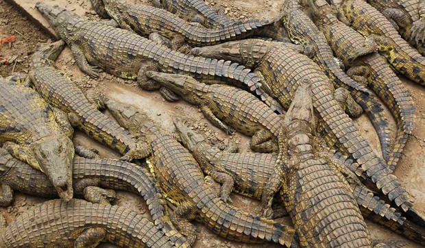 309019_20130126reutersmike-hutchingsmussinadi004538317