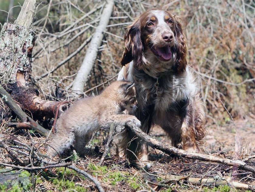 spanielka wychowuje rysia