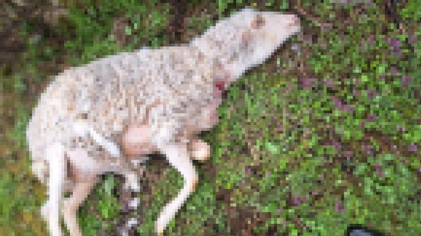 Psi lutalice rastrgli stado ovaca kod Požege