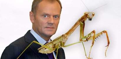 Tusk jak modliszka. Oto jego ofiary