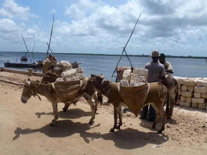 W Lamu czas się zatrzymał... Na wyspie nie ma samochodów. Zamiast nich ludziom służą osiołki.