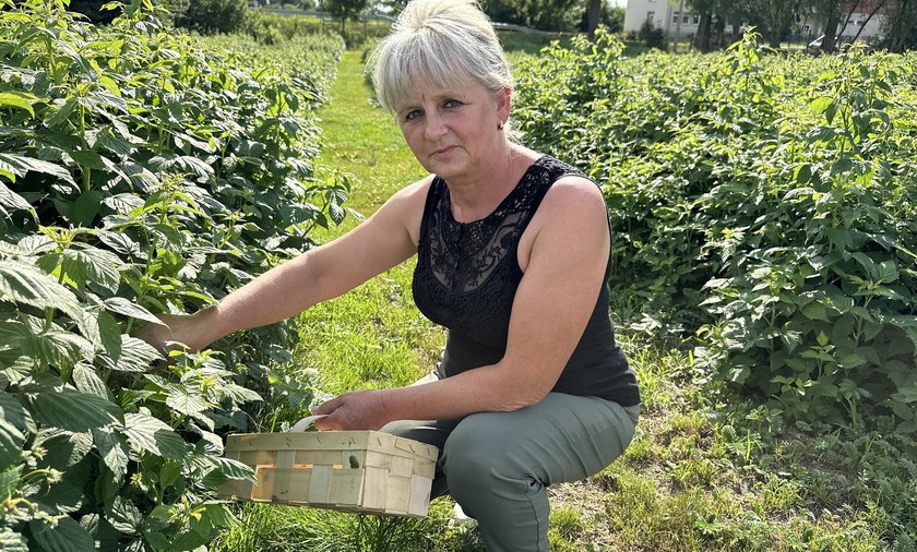 Ceny malin niepokoją plantatorów. Niektórzy muszą likwidować uprawy