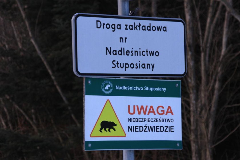 Uwaga! Niedźwiedzie!