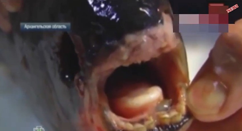 Neobična riba sa ljudskim zubima