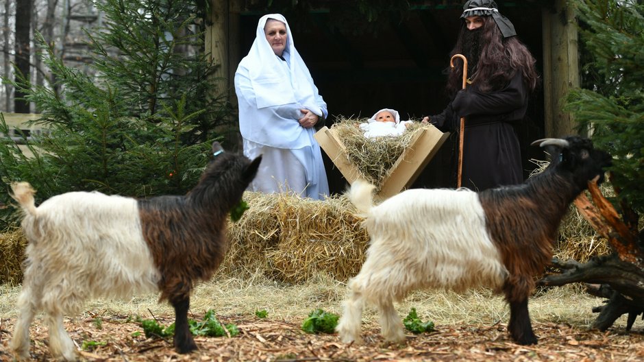 Zeszłoroczna żywa szopka bożonarodzeniowa w krakowskim zoo