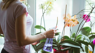 zalej wodą to warzywo i podlej storczyka. będzie kwitł jak szalony