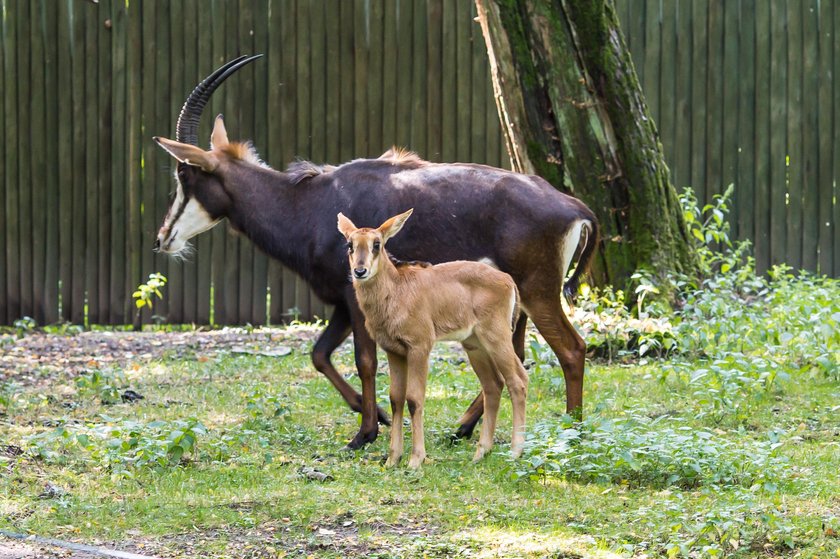 Zoo znów będzie czynne