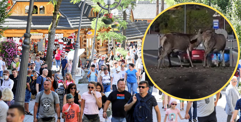 Łanie utknęły na środku ronda w Zakopanem. "Nikt się nie zatrzymał"