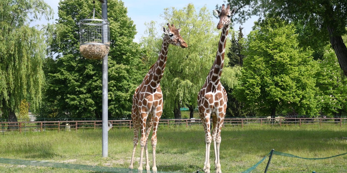 Podwyżka cen biletów do Śląskiego Ogrodu Zoologicznego w Chorzowie 