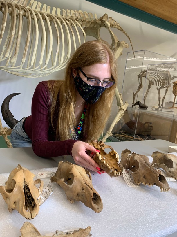 Zoe Landry, paleontolożka z Carleton University w Kanadzie, trzyma liczącą 40 tys. lat czaszkę szarego wilka z półwyspu Jukon