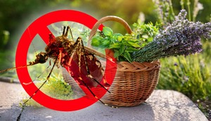 Mnoge biljke poput bosiljka, ruzmarina, lavande i nane služe kao prirodna zaštita od komaraca