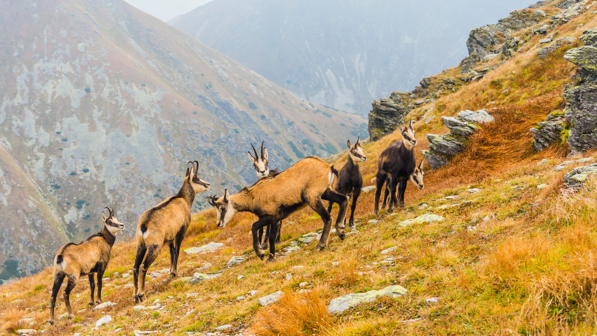 <strong>We wtorek o świcie w Tatrach rozpoczęło się liczenie kozic. Dwudniowa akcja prowadzona jest jednocześnie przez przyrodników z Tatrzańskiego Parku Narodowego i słowackiego odpowiednika tego parku. Stan populacji kozic poznamy w przyszłym tygodniu.</strong>