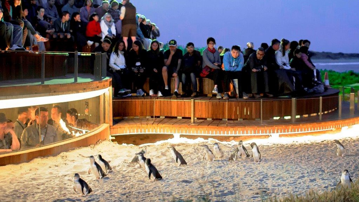 "Parada pingwinów" na Phillip Island w Australii