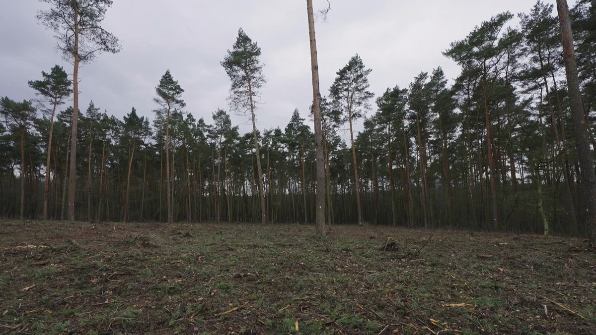 Niekontrolowana wycinka Lasu Tuleckiego? Leśnicy odpowiadają na zarzuty