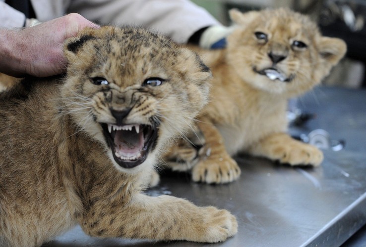 Dwie lwice z parku safari w Hodenhagen w Niemczech urodziły łącznie 9 małych lewków. Półtoramiesięczne maluchy po raz pierwszy pokazały sie dziś publicznie