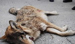 Kłusownicy zabili młodą wilczycę. Foto
