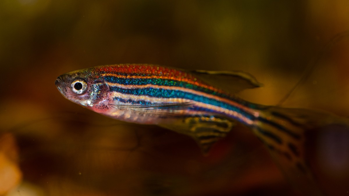 MLADI SRPSKI NAUČNICI NA PRAGU REVOLUCIONARNOG OTKRIĆA! Otkrivaju kako mala zebrica može promeniti budućnost lečenja kancera, srčanih bolesti i Parkinsonove bolesti