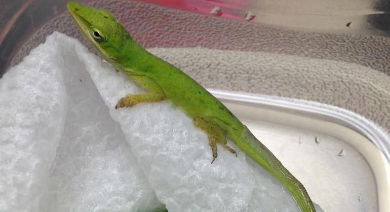 Lizard made class pet after it was found in student salad