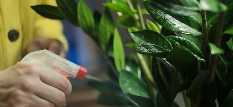 Domowa odżywka dla zamiokulkasa. Będzie miał dużo liści i mocne łodygi. Radzi nasza Czytelniczka