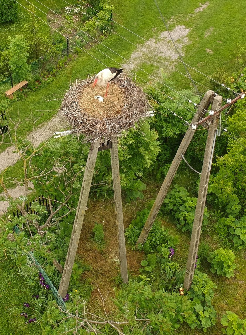 Kto zastrzelił bociana?