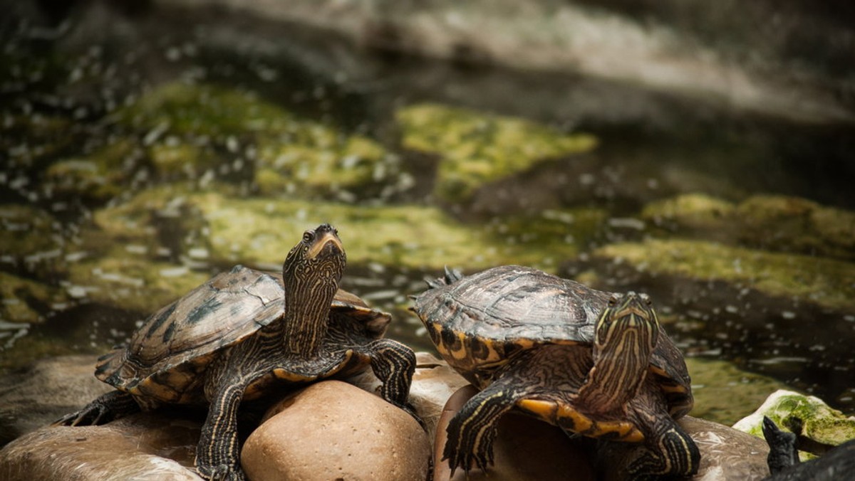 Kierownictwo ogrodu zoologicznego podjęło decyzję o zamrożeniu 35 żółwi czerwonolicych. Według pracowników chodzi o oszczędności. Tymczasem kierownik Starego ZOO uważa, że gady podrzucali pod bramę placówki sami mieszkańcy, którzy chcieli pozbyć się problemowych zwierząt, gdyż ten gatunek żółwi jest kłopotliwy w utrzymaniu i zagraża otaczającemu środowisku.