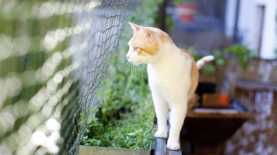 Balkon dla kota powinien być odpowiednio zabezpieczony - pinkymoemox/stock.adobe.com