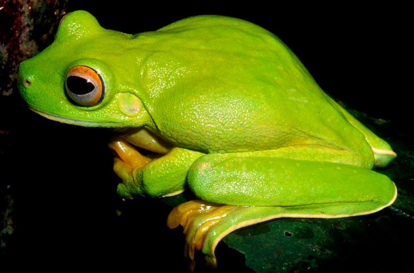 Litoria Dux - otkrivena na severnoj strani poluostrva Huan