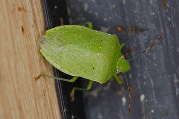 A zöld vándorpoloska (Nezara viridula) a címeres poloskák családjába tartozó, növényi nedvekkel táplálkozó, kártevő rovar. A kifejlett állat körülbelül 1 centiméter hosszú, a teste pajzs formájú, a színe világoszöld.