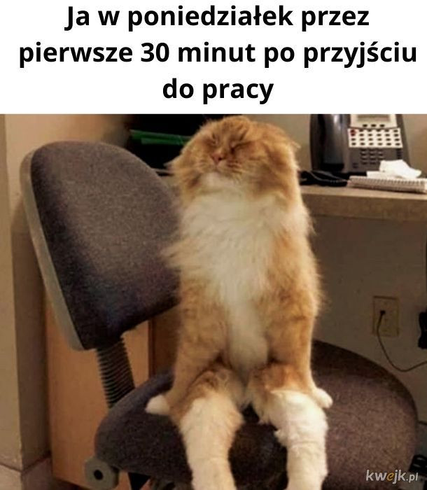 Poniedziałek — najlepsze memy