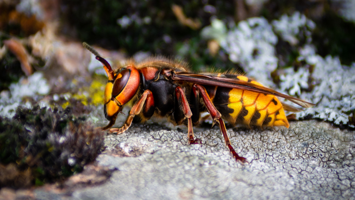 Szerszeń, osa i pszczoła — czym się różnią? Już nigdy się nie pomylisz