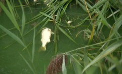 Trzy tony martwych ryb w jeziorze Koskowickim. 'Budziło to grozę”