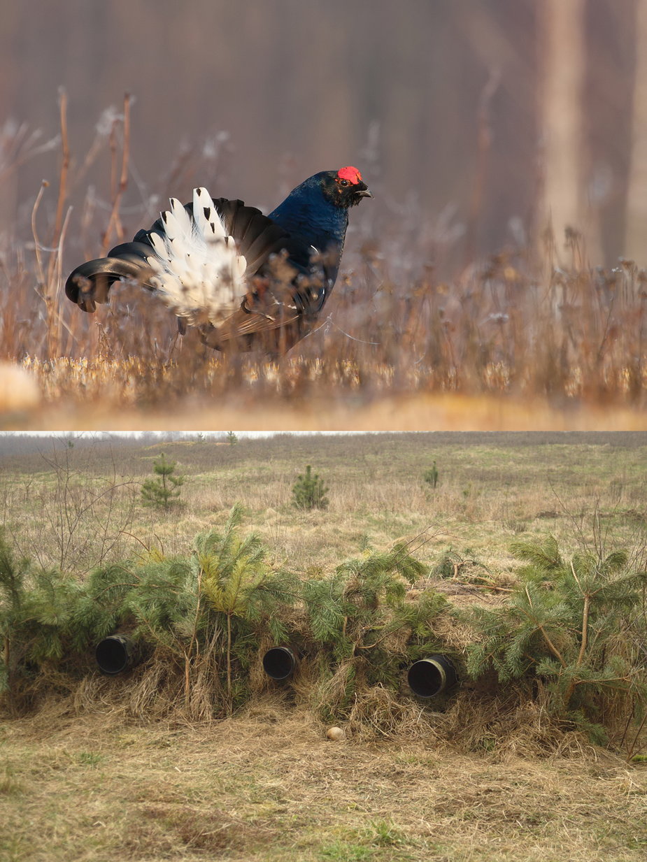 Photographing the black grouse in a leak area took many hours in hiding