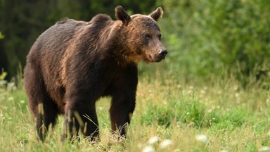 Niedźwiedzie ciągle aktywne na Podkarpaciu