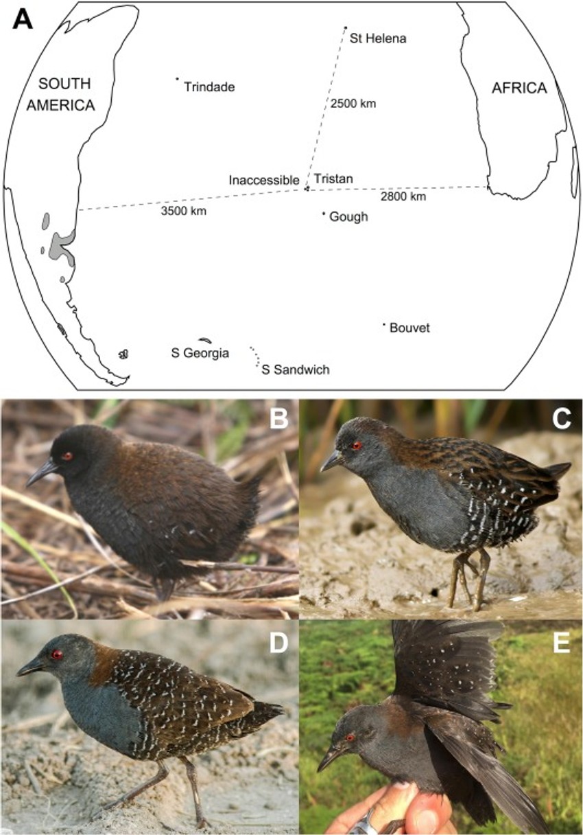 Barska koka sa Nepristupačnog ostrva pripada rodu Laterallus
