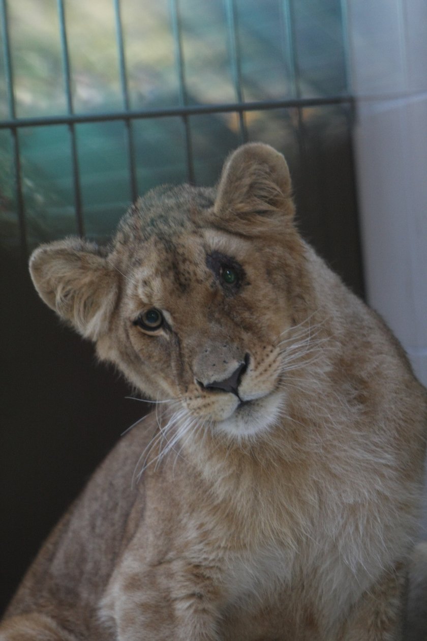 W gdańskim zoo znowu zamieszkały lwy