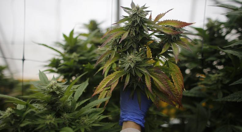 An employee checks cannabis plants at a medical marijuana plantation in northern Israel March 21, 2017.